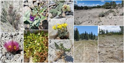 Field observations and remote assessment identify climate change, recreation, invasive species, and livestock as top threats to critically imperiled rare plants in Nevada